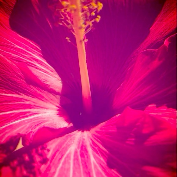 Meet your Posher, Athena - Picture 1 of 1